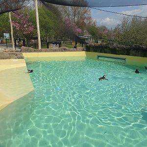 New Penguin Enclosure