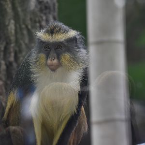 Wolf's mona monkey (Cercopithecus wolfi)
