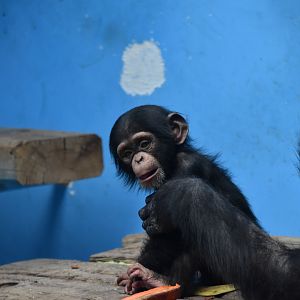 Chimpanzee (Pan troglodytes) baby