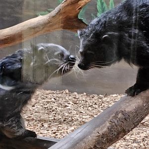 Binturong