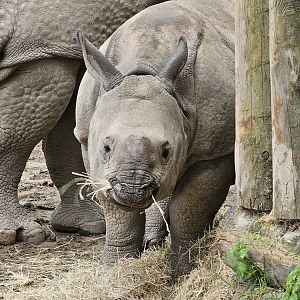 One-horned Rhino