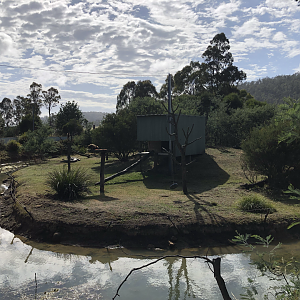 Black-capped Capuchin island