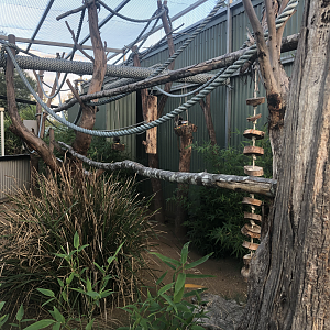 Inside of Emperor Tamarin enclosure