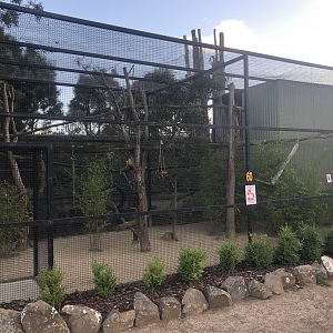 Golden Lion Tamarin enclosure