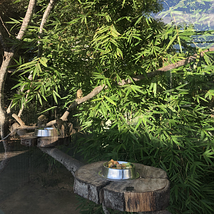Pygmy Marmoset enclosure interior