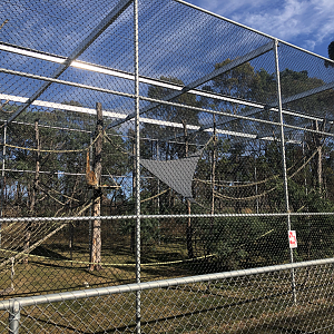 1st White-Cheeked Gibbon enclosure-Right hand size