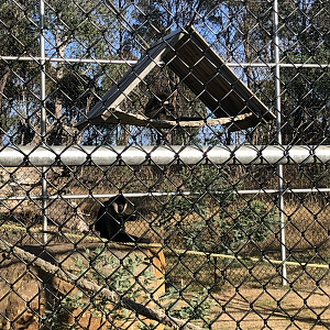 1st White-Cheeked Gibbon enclosure