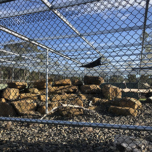 Snow Leopard enclosure