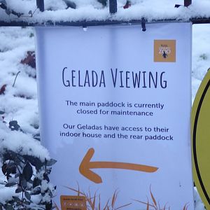 Sign outside Geladas 10.12.22