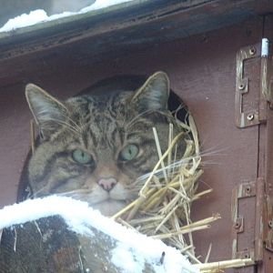 Scottish wildcat 10.12.22
