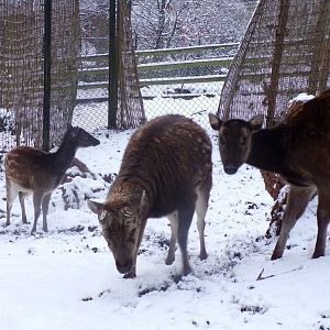 Visayan spotted deer 10.12.22