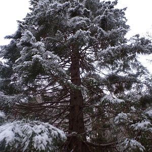 Giant sequoia 10.12.22