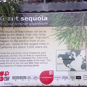 Giant sequoia signage 10.12.22