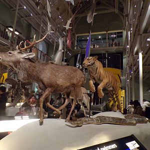 Tiger, sika deer and reticulated python 30 .12.22