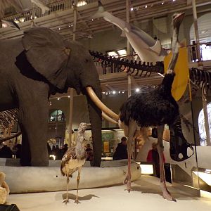 African elephant, Ostrich and Great bustard 30.12.22