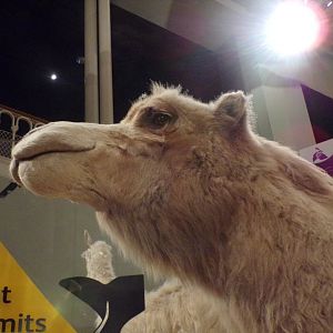 Bactrian camel 30.12.22