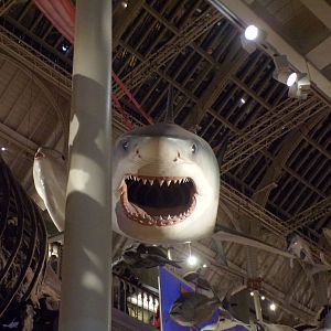 Great white shark 30.12.22