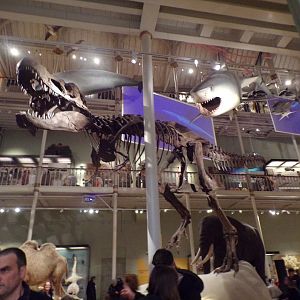 Tyrannosaurus rex skeleton 30.12.22