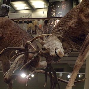 Red deer fighting 30.12.22