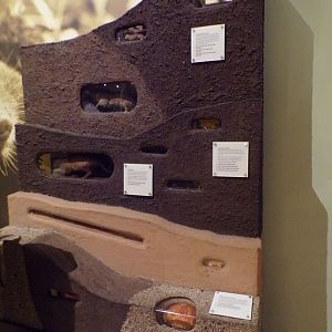 View of burrowing animal exhibit 30.12.22