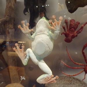 Tree frog exhibit 30.12.22