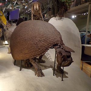 Glyptodon skeleton 30.12.22