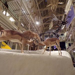 Impala fighting 30.12.22