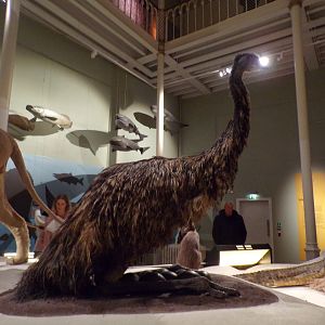 Emu nesting 30.12.22