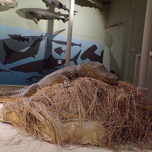 American alligator 30.12.22