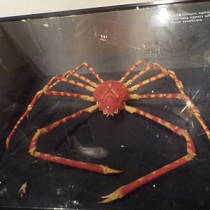 Japanese spider crab 30.12.22