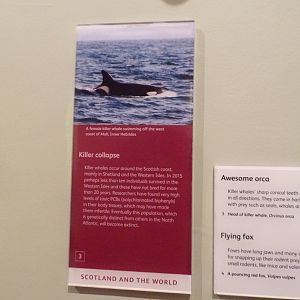 Killers whales in Scotland signage 30.12.22