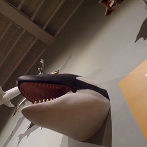 Killer whale 30.12.22