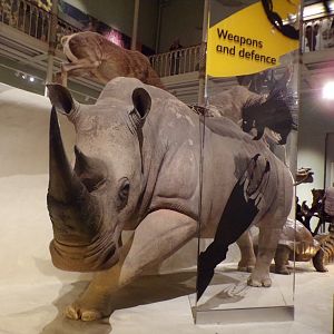 White rhino 30.12.22