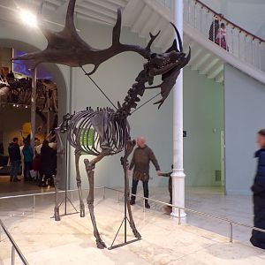 Megaloceros skeleton 30.12.22