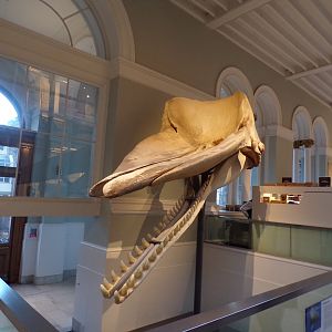 Sperm whale skull 30.12.22