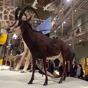 Sable antelope 30.12.22