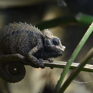 High-casqued chameleon (Trioceros hoehnelii)