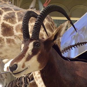 Sable antelope 30.12.22