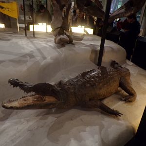 Nile crocodile 30.12.22