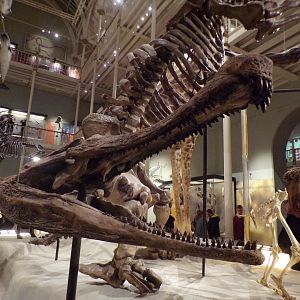 Sarcosuchus skull 30.12.22