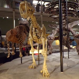 Smilodon skeleton 30.12.22