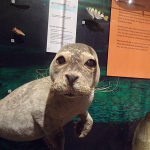 Common seal 30.12.22