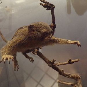 Pygmy marmoset 30.12.22