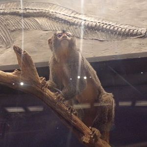 Night monkey 30.12.22