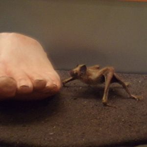 Vampire bat 30.12.22