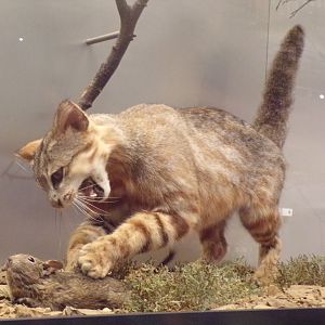 Geoffrey’s cat and degu 30.12.22