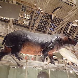 Hippopotamus 30.12.22