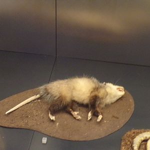 Opossum 30.12.22