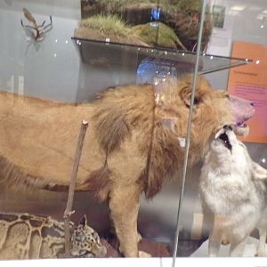 Lion, Grey wolf and Clouded leopard 30.12.22