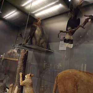 Mandrill, Hornbill and jungle cat 30.12.22